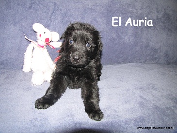 El Auria, zwarte teef 4 wk
